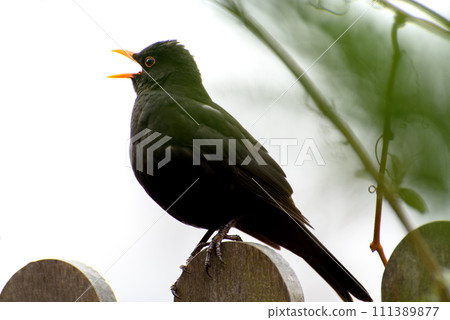 black thrush singing sitting on the fence black thrush singing sitting on the fence 111389877