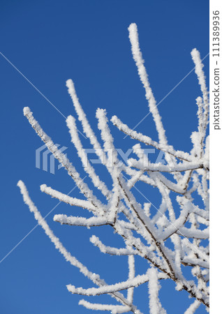 Twigs covered with ice and snow 111389936