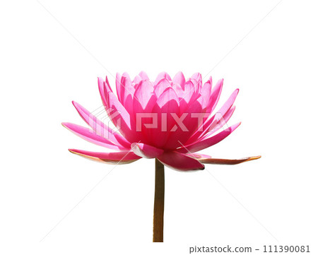 Pink Hardy Water lily flower isolated 111390081