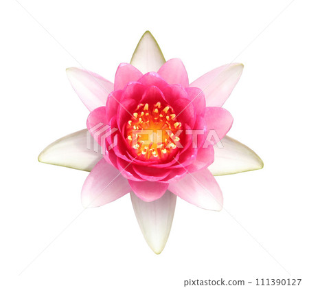 Pink waterlily isolated on white background 111390127