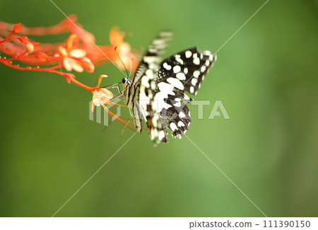 Butterfly sucking orange flower with green nature background Butterfly sucking orange flower with green nature background 111390150