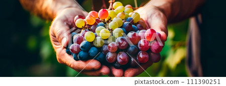 vine from which juicy clusters of grapes fall into the hands of the winemaker. Generative AI 111390251