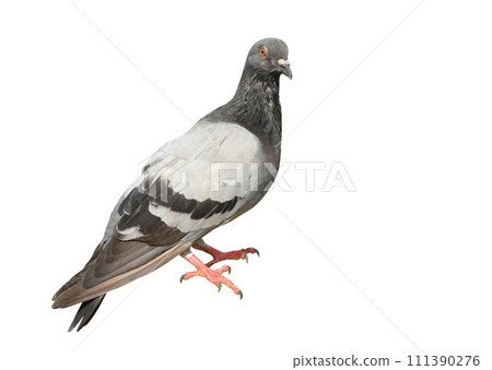 Pigeon isolated on white background Pigeon isolated on white background 111390276