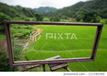 Green paddy field at countryside selective focus on wooden frame with blurred background Green paddy field at countryside selective focus on wooden frame with blurred background 111390360