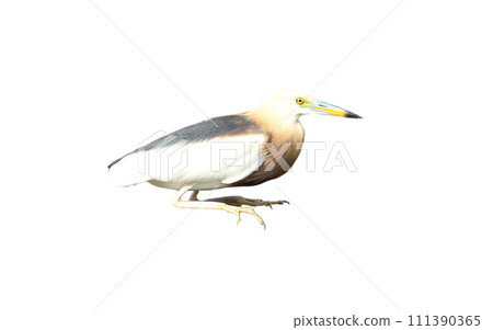 Javan pond heron isolated on white background 111390365