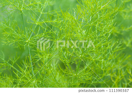 Dill growing all over the place Dill growing all over the place 111390387