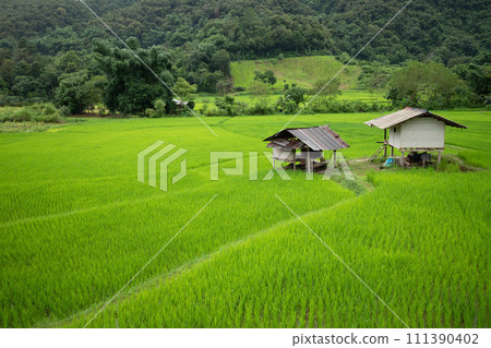 Top view of terrace rice field with old hut at Nan province, Thaoland. Top view of terrace rice field with old hut at Nan province, Thaoland. 111390402