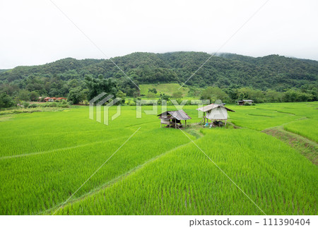Top view of terrace rice field with old hut at Nan province, Thaoland. Top view of terrace rice field with old hut at Nan province, Thaoland. 111390404