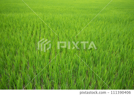 Green paddy field at countryside in Nan province, northern of Thailand. 111390406