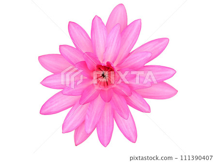 Pink Hairy water lily on transparent background. Nymphaea lotus. 111390407