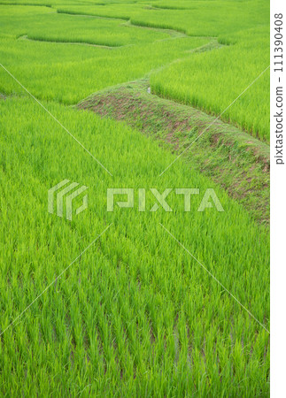 Green paddy field at countryside in Nan province, northern of Thailand. Green paddy field at countryside in Nan province, northern of Thailand. 111390408