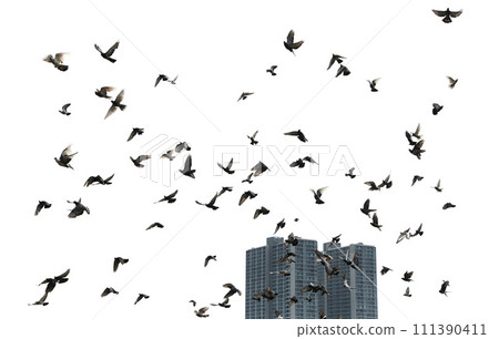 Silhouettes of pigeons in flight with building in background. Silhouettes of pigeons in flight with building in background. 111390411