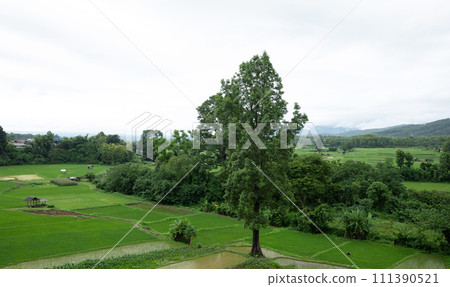 Top view of tree among green rice field at Nan province, northern of Thaoland. 111390521