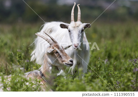 Domestic nice goats with long horns on bright sunny warm summer day grazing in green grassy fields. 111390555