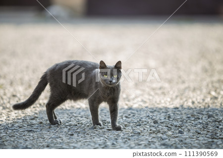 Portrait of gray grown adult big short-haired cat with green eyes standing outdoors on small pebbles looking straight towards camera on blurred light sunny copy space background. 111390569
