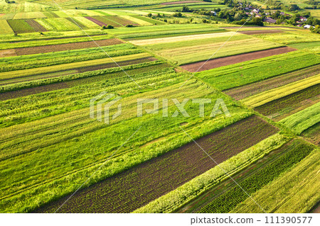 Aerial view of green agricultural fields in spring with fresh vegetation after seeding season on a warm sunny day. 111390577