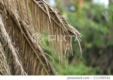 Dead palm tree with dry branches on Florida home backyard. Tree removal concept Dead palm tree with dry branches on Florida home backyard. Tree removal concept 111390582