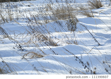 Closeup of snow covered dry grass in winter. Frozen dead wild plants 111390607