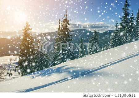 Fairy tale winter landscape. Pine trees with snow and frost on mountain slope lit by bright sun rays on blue sky and falling snowflakes copy space background. Happy New Year and merry Christmas card. 111390611