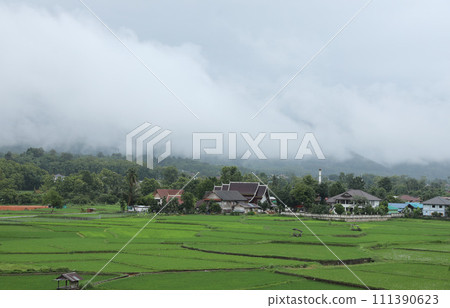 Green rice fields with fog over the hills background in the morning in Nan province,Thailand. Green rice fields with fog over the hills background in the morning in Nan province,Thailand. 111390623