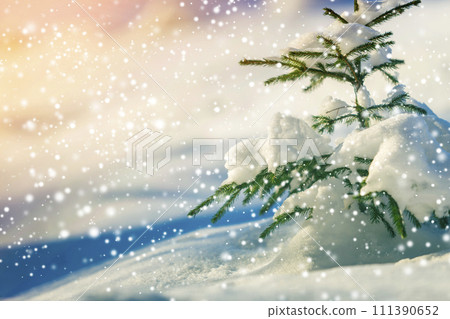 Pine tree branches with green needles covered with deep fresh clean snow on blurred blue outdoors copy space background. Merry Christmas and Happy New Year greeting postcard. Soft light effect. Pine tree branches with green needles covered with deep fresh clean snow on blurred blue outdoors copy space background. Merry Christmas and Happy New Year greeting postcard. Soft light effect. 111390652