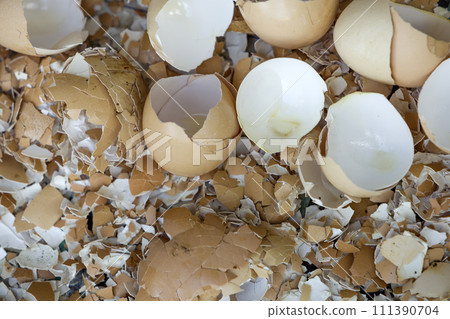 Top view of many big and small pieces of eggshells. 111390704