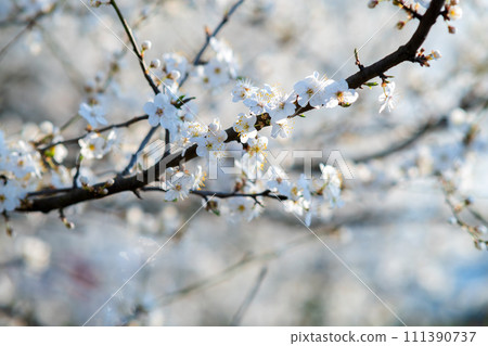 Fruit tree twigs with blooming white and pink petal flowers in spring garden. Fruit tree twigs with blooming white and pink petal flowers in spring garden. 111390737