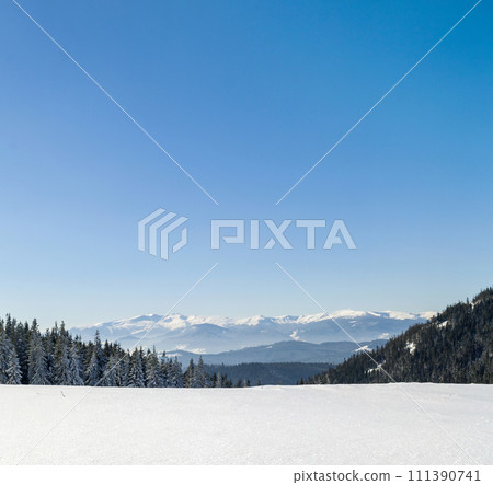 Pine tree forest in snowy winter mountains 111390741