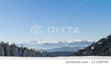 Pine tree forest in snowy winter mountains 111390744