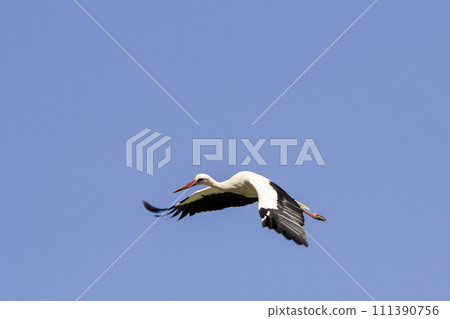 Elegant beautiful white stork bird with spread wings, black tail and long legs flying high in the clear bright blue cloudless sky. Beauty of nature, environmental problems and wildlife protection. Elegant beautiful white stork bird with spread wings, black tail and long legs flying high in the clear bright blue cloudless sky. Beauty of nature, environmental problems and wildlife protection. 111390756
