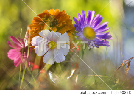 Close-up of beautiful autumn bright multicolored field flowers composition among green grass in transparent glass vase outdoors on blurred sunny bokeh copy space background. Postcard theme concept. 111390838