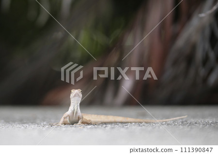 Macro closeup of blown alone lizard warming on summer sun. Anolis sagrei small reptile in native to Florida USA 111390847