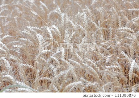 A beautiful wheat field swaying in the wind A beautiful wheat field swaying in the wind 111390876