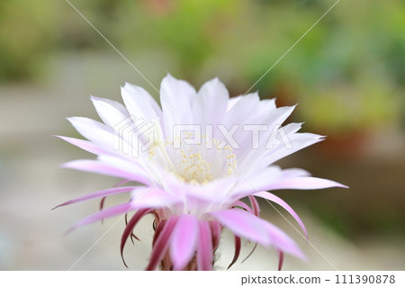 The sparkle of life in a cactus flower 111390878
