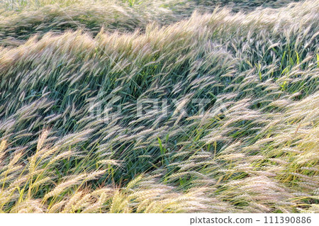 Wheat field, the golden gem of the earth 111390886