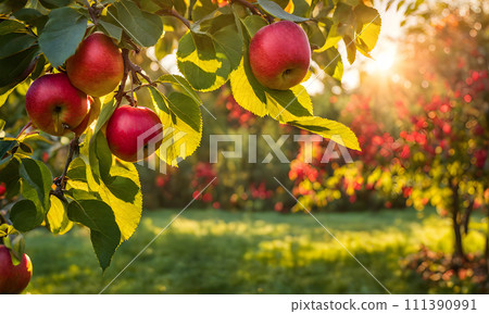 Ripe apple tree in foreground, soft-focus garden 111390991