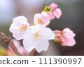Cherry tree 013 111390997
