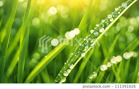 Closeup green grass 111391026