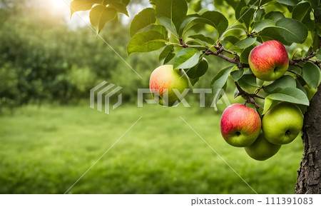 Green apple-laden tree focal point, lush garden Green apple-laden tree focal point, lush garden 111391083