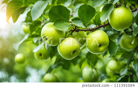 Green apple-laden tree focal point, lush garden Green apple-laden tree focal point, lush garden 111391084