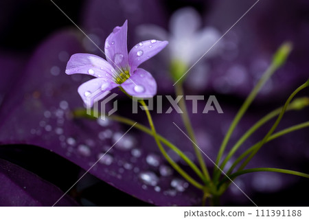 Oxalis triangularis 111391188