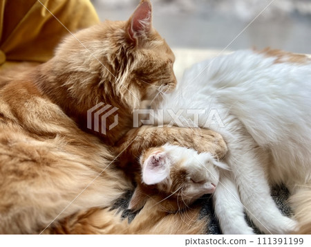 Cute ginger cat and white cat sleeping on the couch at home. Selective focus. 111391199
