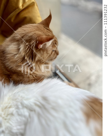 Cute ginger cat and white cat sleeping on the couch at home. Shallow depth of field. Selective focus. Cute ginger cat and white cat sleeping on the couch at home. Shallow depth of field. Selective focus. 111391232