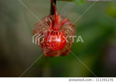 Physalis alkekengi Physalis alkekengi 111391276