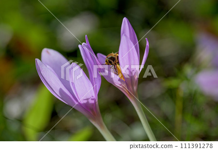 Colchicum autumnale, commonly known as autumn crocus, meadow saffron, or naked ladies. 111391278