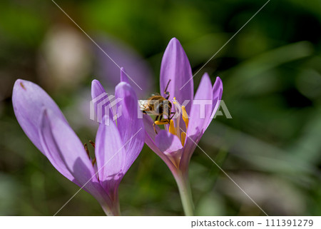 Colchicum autumnale, commonly known as autumn crocus, meadow saffron, or naked ladies. 111391279