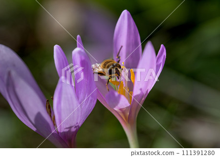 Colchicum autumnale, commonly known as autumn crocus, meadow saffron, or naked ladies. 111391280