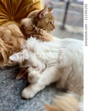 Cute ginger cat and white cat sleeping on the couch at home. Shallow depth of field. Selective focus. Cute ginger cat and white cat sleeping on the couch at home. Shallow depth of field. Selective focus. 111391292
