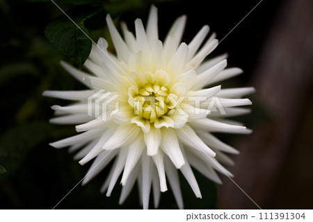White Dahlia 111391304