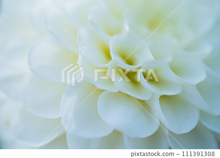 White Dahlia White Dahlia 111391308